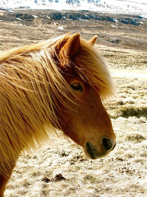 Solvanes Farmholidays Varmahlid  Kültér fotó